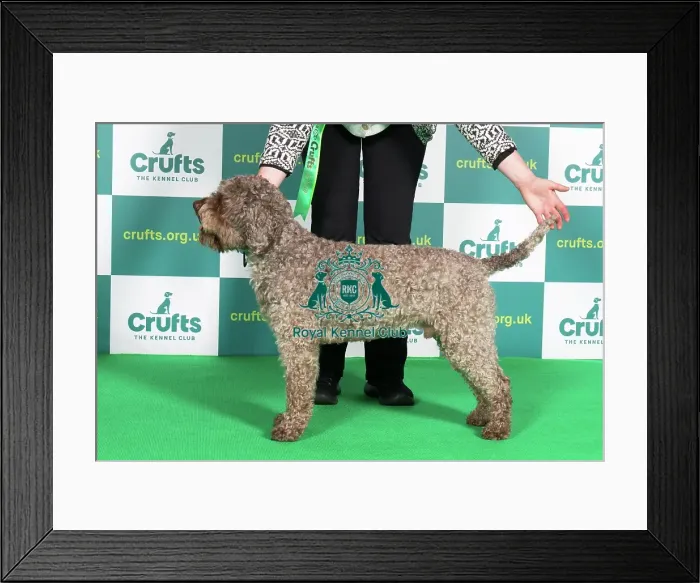 Framed Print : Best of Breed Crufts 2022 LAGOTTO ROMAGNOLO (IMP) Framed Print : Best of Breed Crufts 2022 LAGOTTO ROMAGNOLO (IMP)