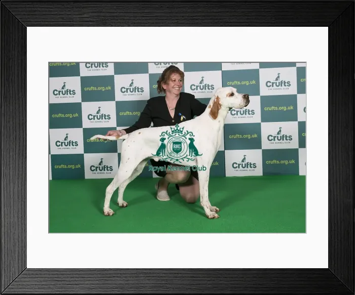 Framed Print : Best of Breed Pointer Crufts 2022