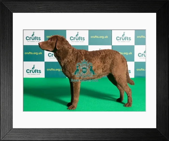 Framed Print : Best of Breed RETRIEVER (CHESAPEAKE BAY) Crufts 2022