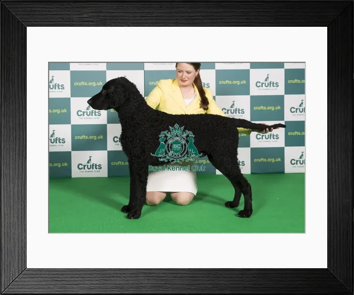 Framed Print : Best of Breed RETRIEVER (CURLY COATED) Crufts 2022 Framed Print : Best of Breed RETRIEVER (CURLY COATED) Crufts 2022