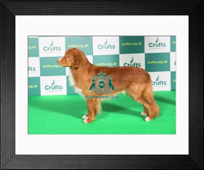 Framed Print : Best of Breed RETRIEVER (NOVA SCOTIA DUCK TOLLING) Crufts 2022 Framed Print : Best of Breed RETRIEVER (NOVA SCOTIA DUCK TOLLING) Crufts 2022