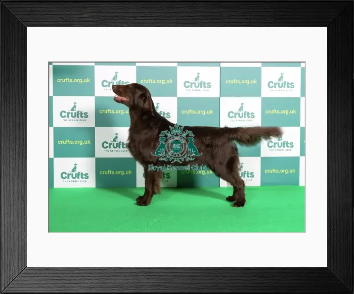 Framed Print : Best of Breed RETRIEVER (FLAT COATED) Crufts 2022 Framed Print : Best of Breed RETRIEVER (FLAT COATED) Crufts 2022