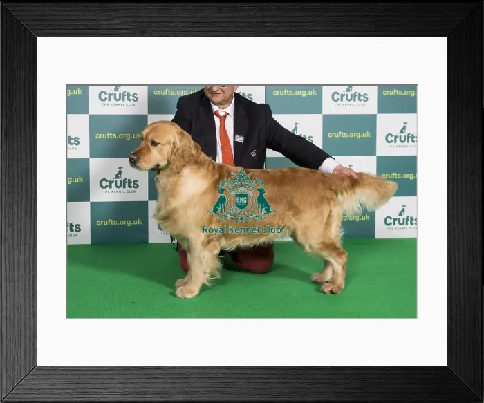 Framed Print : Best of Breed RETRIEVER (GOLDEN) Crufts 2022 Framed Print : Best of Breed RETRIEVER (GOLDEN) Crufts 2022