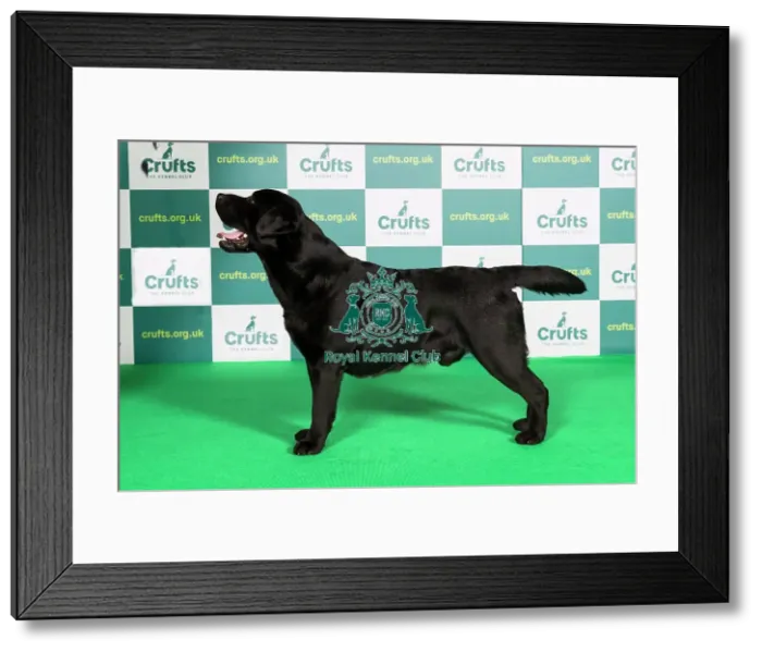 Framed Print : Best of Breed RETRIEVER (LABRADOR) Crufts 2022 Framed Print : Best of Breed RETRIEVER (LABRADOR) Crufts 2022