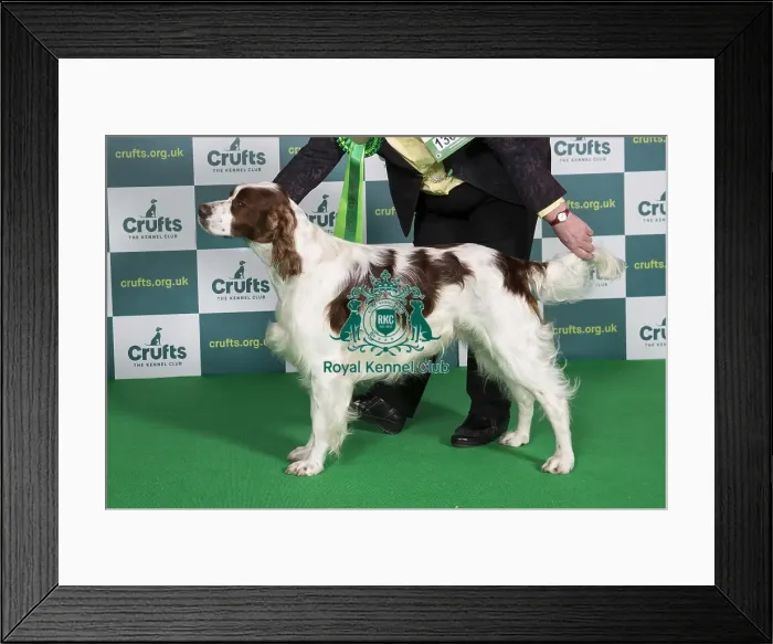 Framed Print : Best of Breed IRISH RED & WHITE SETTER Crufts 2022