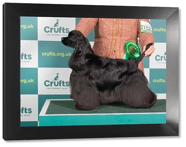 Best of Breed American Cocker Spaniel Crufts 2022