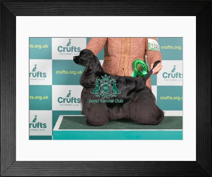 Framed Print : Best of Breed American Cocker Spaniel Crufts 2022 Framed Print : Best of Breed American Cocker Spaniel Crufts 2022