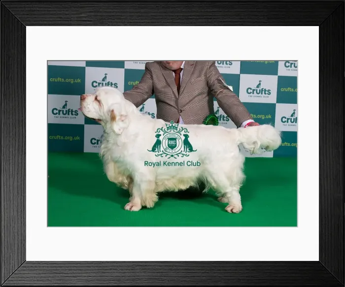 Framed Print : Best of Breed Clumber Spaniel Crufts 2022 Framed Print : Best of Breed Clumber Spaniel Crufts 2022