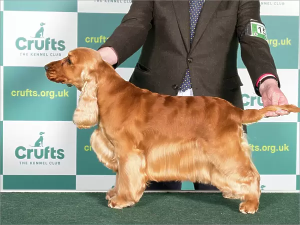 Best of Breed Cocker Spaniel Crufts 2022