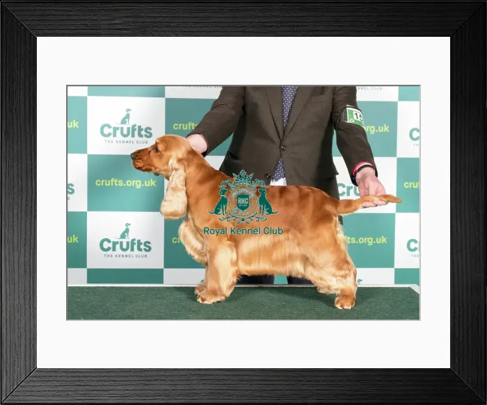 Framed Print : Best of Breed Cocker Spaniel Crufts 2022 Framed Print : Best of Breed Cocker Spaniel Crufts 2022