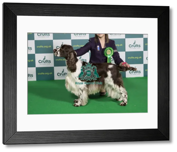 Framed Print : Best of Breed SPANIEL (ENGLISH SPRINGER) Crufts 2022 Framed Print : Best of Breed SPANIEL (ENGLISH SPRINGER) Crufts 2022