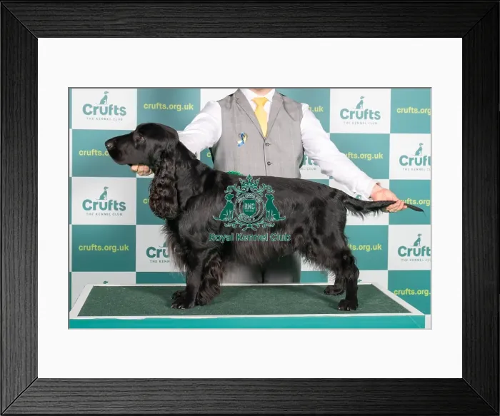 Framed Print : Best of Breed SPANIEL (FIELD) Crufts 2022 Framed Print : Best of Breed SPANIEL (FIELD) Crufts 2022