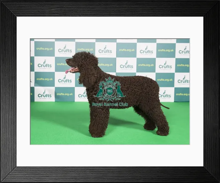 Framed Print : Best of Breed SPANIEL (IRISH WATER) Crufts 2022 Framed Print : Best of Breed SPANIEL (IRISH WATER) Crufts 2022