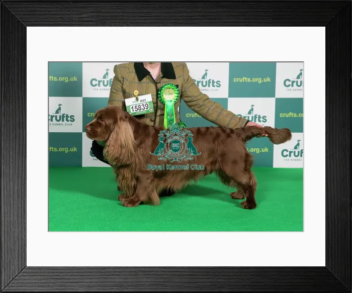 Framed Print : Best of Breed SPANIEL (SUSSEX) Crufts 2022 Framed Print : Best of Breed SPANIEL (SUSSEX) Crufts 2022