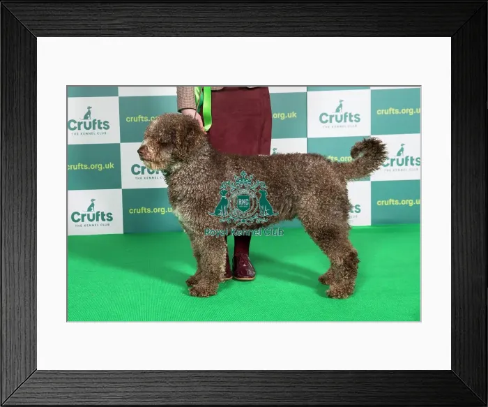 Framed Print : Best of Breed SPANISH WATER DOG Crufts 2022 Framed Print : Best of Breed SPANISH WATER DOG Crufts 2022