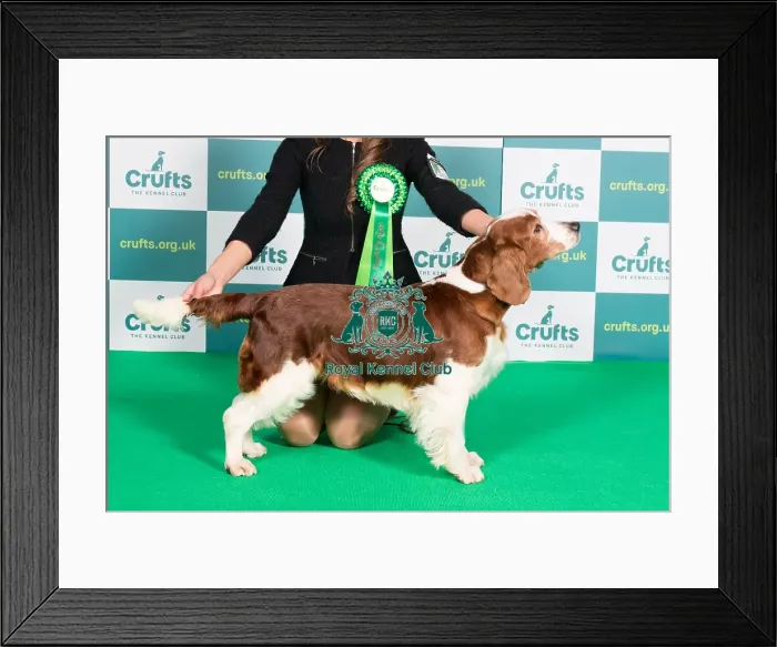 Framed Print : Best of Breed Welsh Springer Spaniel Crufts 2022 Framed Print : Best of Breed Welsh Springer Spaniel Crufts 2022
