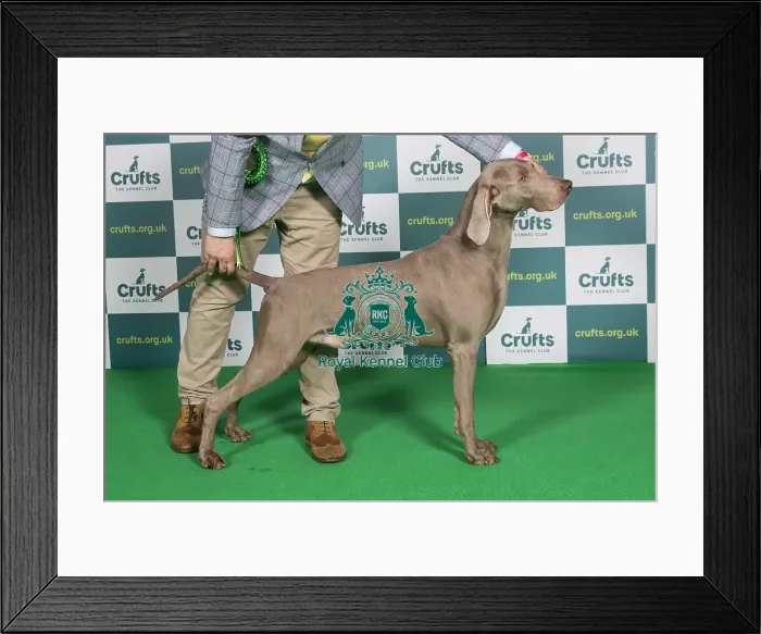 Framed Print : Best of Breed WEIMARANER Crufts 2022 Framed Print : Best of Breed WEIMARANER Crufts 2022