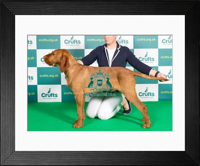 Framed Print : Best of Breed Hungarian Wirehaired Vizsla Crufts 2022 Framed Print : Best of Breed Hungarian Wirehaired Vizsla Crufts 2022