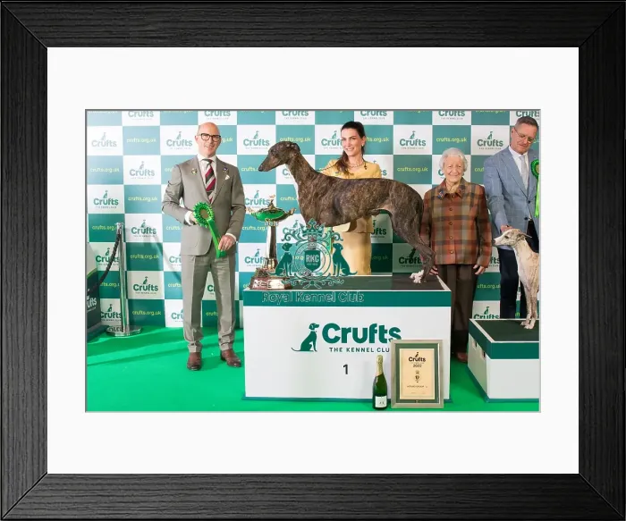 Framed Print : Hound Group Winner Greyhound Framed Print : Hound Group Winner Greyhound