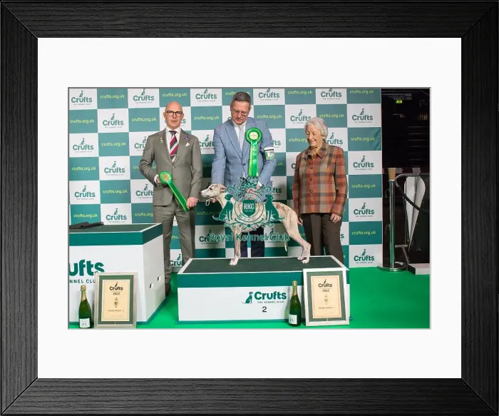 Framed Print : Group Winner Hound Group 2nd place Whippet Crufts 2022