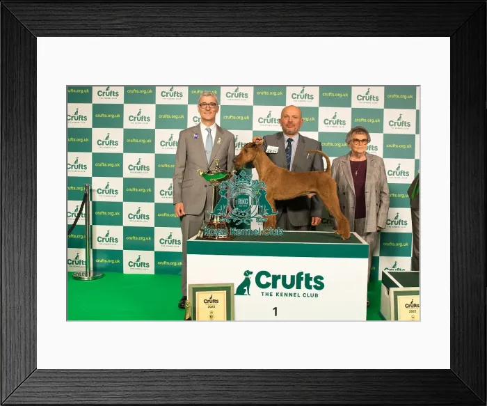 Framed Print : Group Winner Terrier 1st place IRISH TERRIER Framed Print : Group Winner Terrier 1st place IRISH TERRIER