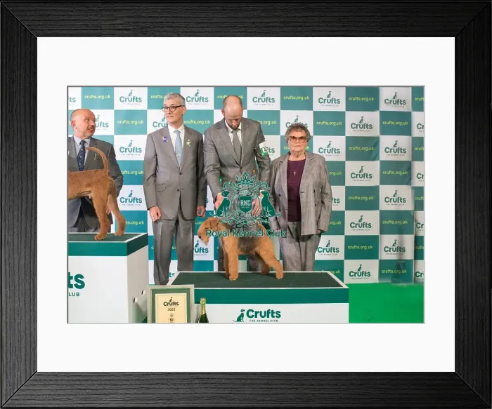 Framed Print : Group Winner 2nd place Terrier LAKELAND TERRIER Crufts 2022