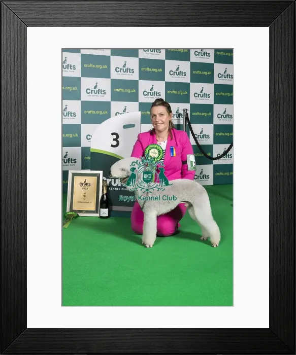 Framed Print : Group Winner 3rd place Terrier Bedlington Terrier Crufts 2022 Framed Print : Group Winner 3rd place Terrier Bedlington Terrier Crufts 2022