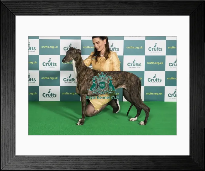 Framed Print : Best of Breed Greyhound Crufts 2022