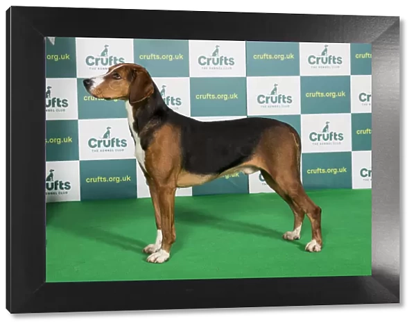 Best of Breed Hamiltonstovare Crufts 2022