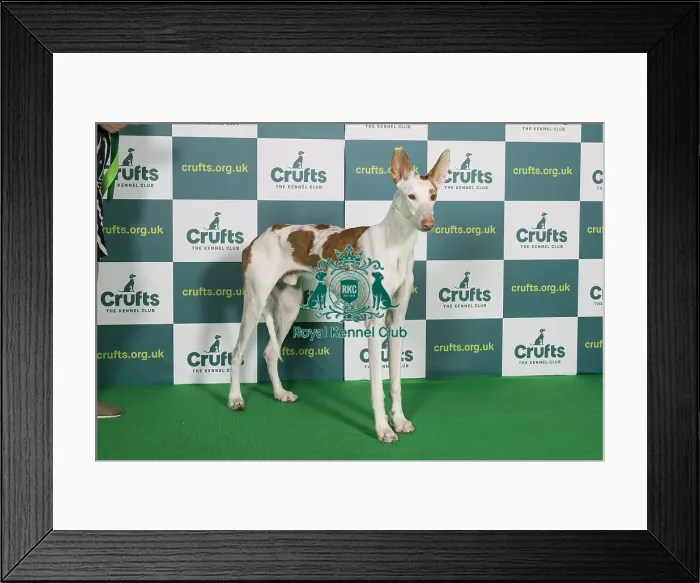 Framed Print : Best of Breed IBIZAN HOUND Crufts 2022 Framed Print : Best of Breed IBIZAN HOUND Crufts 2022