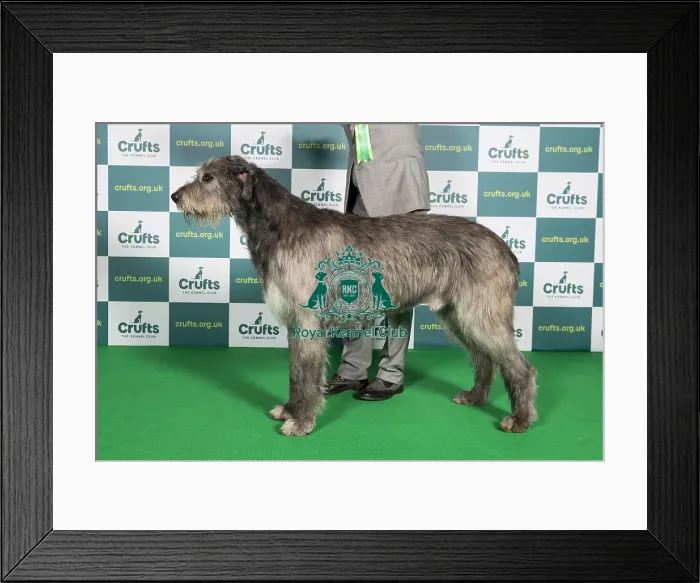 Framed Print : Best of Breed IRISH WOLFHOUND Crufts 2022 Framed Print : Best of Breed IRISH WOLFHOUND Crufts 2022