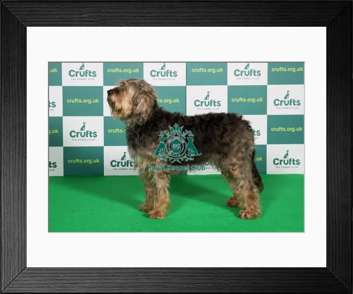 Framed Print : Best of Breed OTTERHOUND Crufts 2022 Framed Print : Best of Breed OTTERHOUND Crufts 2022