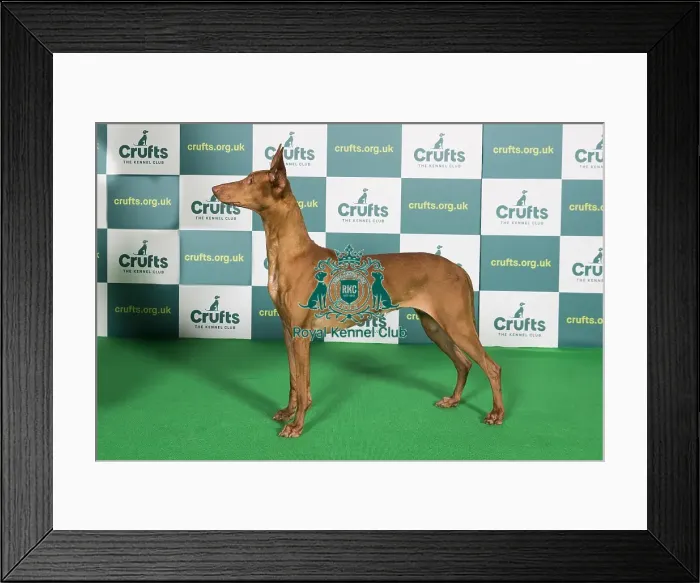 Framed Print : Best of Breed PHARAOH HOUND Crufts 2022