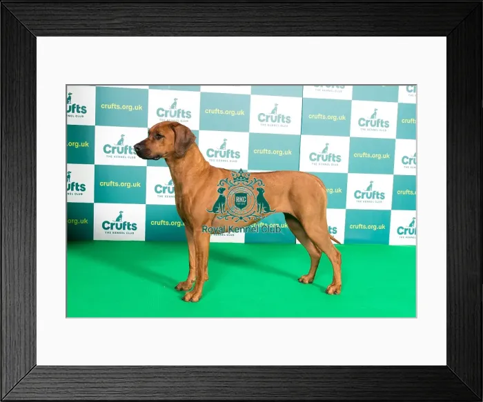 Framed Print : Best of Breed RHODESIAN RIDGEBACK Crufts 2022 Framed Print : Best of Breed RHODESIAN RIDGEBACK Crufts 2022