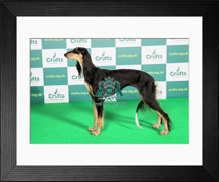 Framed Print : Best of Breed Saluki Crufts 2022 Framed Print : Best of Breed Saluki Crufts 2022