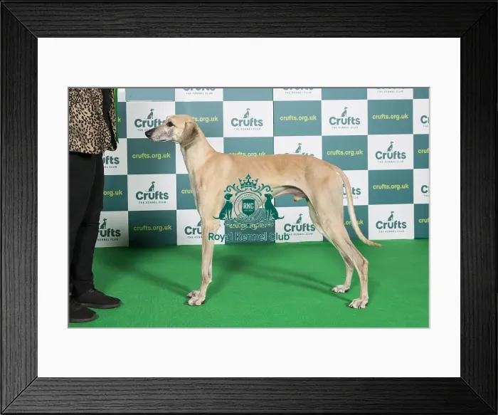Framed Print : Best of Breed SLOUGHI Crufts 2022 Framed Print : Best of Breed SLOUGHI Crufts 2022