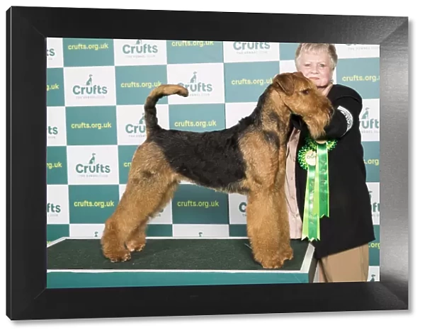 Best of Breed Airedale Terrier Crufts 2022
