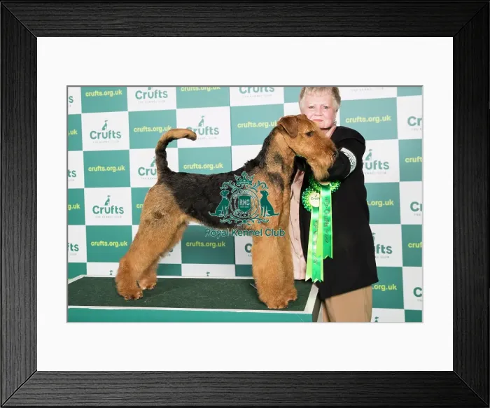 Framed Print : Best of Breed Airedale Terrier Crufts 2022 Framed Print : Best of Breed Airedale Terrier Crufts 2022