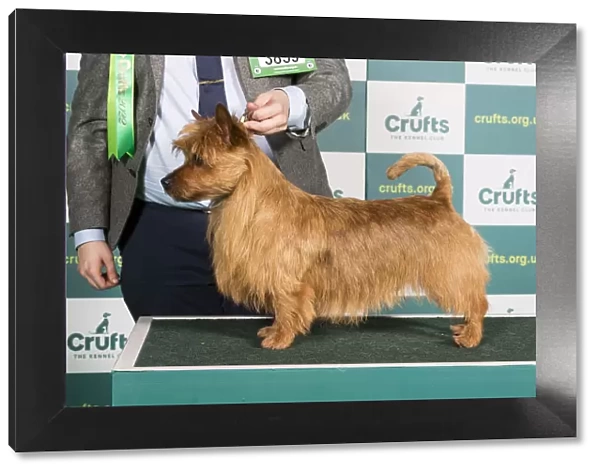 Best of Breed Australian Terrier Crufts 2022