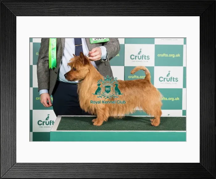 Framed Print : Best of Breed Australian Terrier Crufts 2022 Framed Print : Best of Breed Australian Terrier Crufts 2022