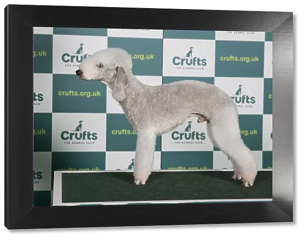 Best of Breed Bedlington Terrier Crufts 2022