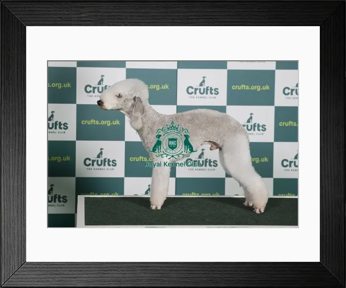 Framed Print : Best of Breed Bedlington Terrier Crufts 2022 Framed Print : Best of Breed Bedlington Terrier Crufts 2022