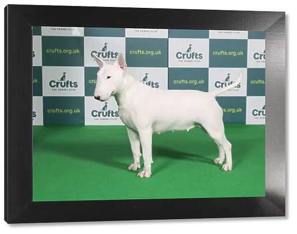 Best of Breed BULL TERRIER Crufts 2022