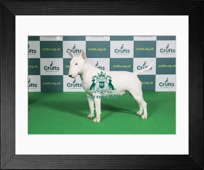 Framed Print : Best of Breed BULL TERRIER Crufts 2022 Framed Print : Best of Breed BULL TERRIER Crufts 2022
