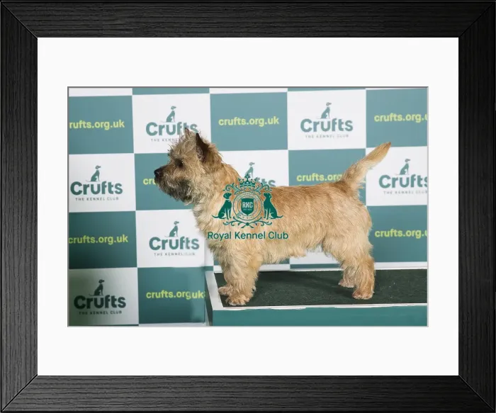 Framed Print : Best of Breed CAIRN TERRIER Crufts 2022 Framed Print : Best of Breed CAIRN TERRIER Crufts 2022