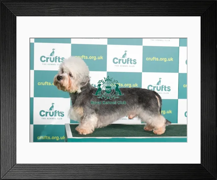Framed Print : Best of Breed DANDIE DINMONT TERRIER Crufts 2022 Framed Print : Best of Breed DANDIE DINMONT TERRIER Crufts 2022