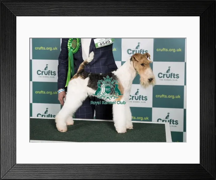 Framed Print : Best of Breed FOX TERRIER (WIRE) Crufts 2022 Framed Print : Best of Breed FOX TERRIER (WIRE) Crufts 2022