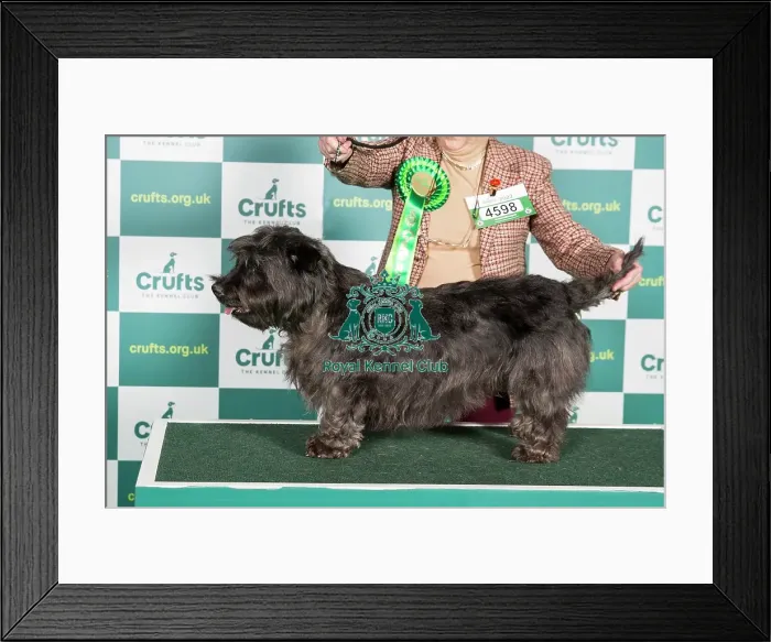 Framed Print : Best of Breed GLEN OF IMaL TERRIER Crufts 2022 Framed Print : Best of Breed GLEN OF IMaL TERRIER Crufts 2022
