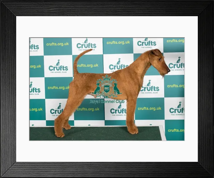 Framed Print : Best of Breed IRISH TERRIER Crufts 2022 Framed Print : Best of Breed IRISH TERRIER Crufts 2022