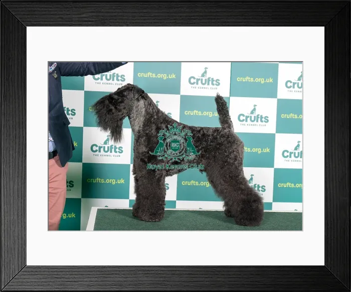 Framed Print : Best of Breed KERRY BLUE TERRIER Crufts 2022 Framed Print : Best of Breed KERRY BLUE TERRIER Crufts 2022